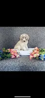 Sarah, a female Poodle - Standard  and Newfypoo for sale in Burlington, NC – 5 of 10