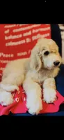 Phoebe , a female Poodle - Standard  and Newfypoo for sale in Burlington, NC – 2 of 10