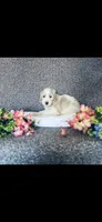 Mary, a female Poodle - Standard  and Newfypoo for sale in Burlington, NC – 7 of 10