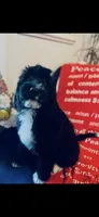 Martha , a female Poodle - Standard  and Newfypoo for sale in Burlington, NC – 2 of 10
