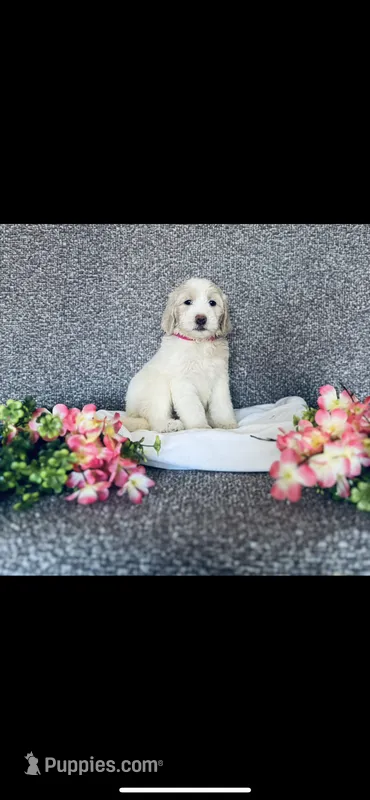 Mary – Poodle - Standard , Newfypoo puppy for sale in Burlington, NC