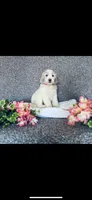 Mary, a female Poodle - Standard  and Newfypoo for sale in Burlington, NC – 5 of 10
