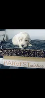 Mark , a male Poodle - Standard  and Newfypoo for sale in Burlington, NC – 3 of 4