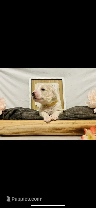 Bernice  – Poodle - Standard , Newfypoo puppy for sale in Burlington, NC