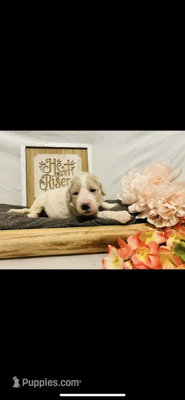 Bernice  – Poodle - Standard , Newfypoo puppy for sale in Burlington, NC