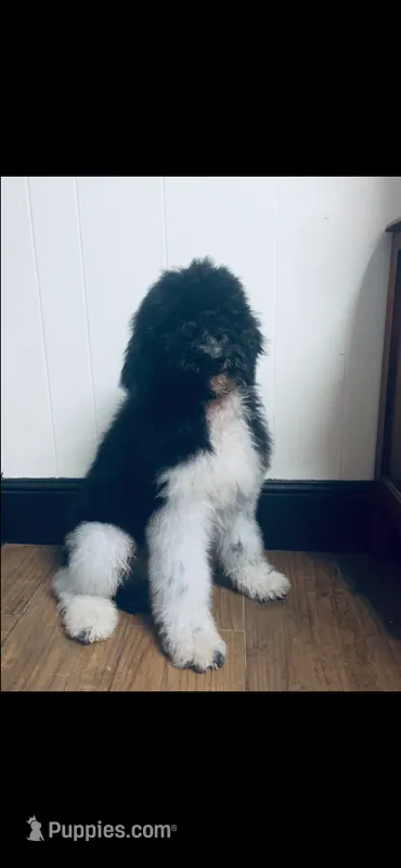 Micah  – Poodle - Standard , Newfypoo puppy for sale in Burlington, NC