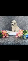 Phoebe , a female Poodle - Standard  and Newfypoo for sale in Burlington, NC – 5 of 10