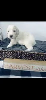 Mark , a male Poodle - Standard  and Newfypoo for sale in Burlington, NC – 2 of 4