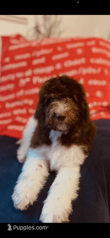 Naomi  – Poodle - Standard , Newfypoo puppy for sale in Burlington, NC