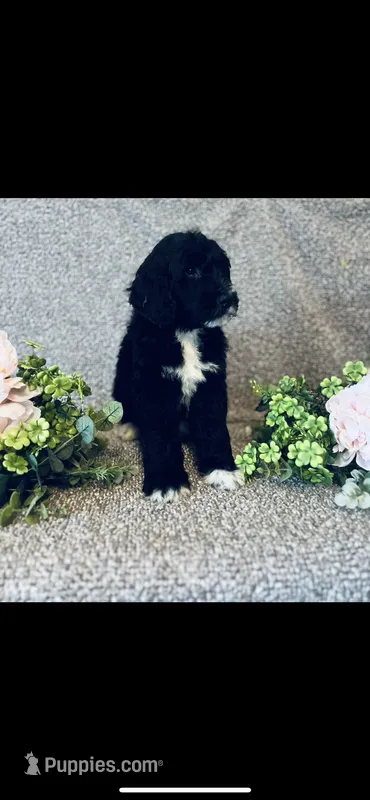 Martha  – Poodle - Standard , Newfypoo puppy for sale in Burlington, NC