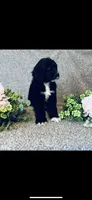 Martha , a female Poodle - Standard  and Newfypoo for sale in Burlington, NC – 2 of 10