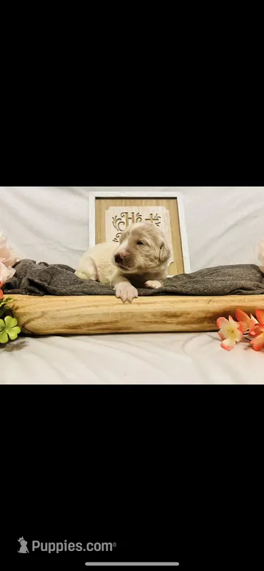 Sarah – Poodle - Standard , Newfypoo puppy for sale in Burlington, NC