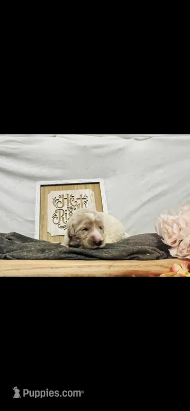 Sarah – Poodle - Standard , Newfypoo puppy for sale in Burlington, NC