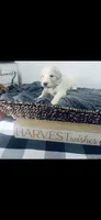 Derek, a male Poodle - Standard  and Newfypoo for sale in Burlington, NC – 2 of 4