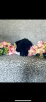 Leah, a female Poodle - Standard  and Newfypoo for sale in Burlington, NC – 4 of 7