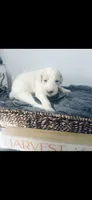 George , a male Poodle - Standard  and Newfypoo for sale in Burlington, NC – 4 of 4