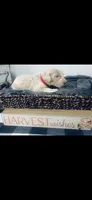 Alex, a male Poodle - Standard  and Newfypoo for sale in Burlington, NC – 3 of 4