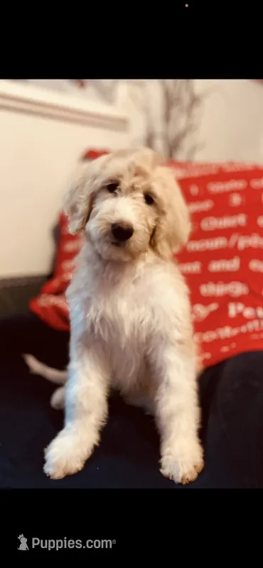 Sarah – Poodle - Standard , Newfypoo puppy for sale in Burlington, NC