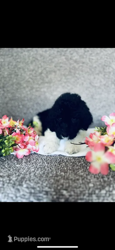 Leah – Poodle - Standard , Newfypoo puppy for sale in Burlington, NC