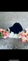 Leah, a female Poodle - Standard  and Newfypoo for sale in Burlington, NC – 1 of 7