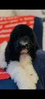 Micah , a male Poodle - Standard  and Newfypoo for sale in Burlington, NC – 3 of 10