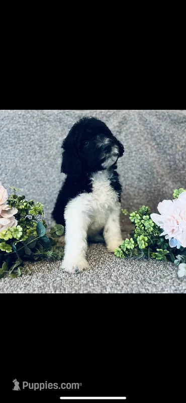 Micah  – Poodle - Standard , Newfypoo puppy for sale in Burlington, NC
