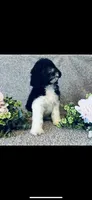 Micah , a male Poodle - Standard  and Newfypoo for sale in Burlington, NC – 2 of 10