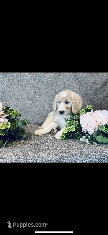 Sarah – Poodle - Standard , Newfypoo puppy for sale in Burlington, NC