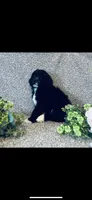 Martha , a female Poodle - Standard  and Newfypoo for sale in Burlington, NC – 3 of 10