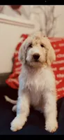 Sarah, a female Poodle - Standard  and Newfypoo for sale in Burlington, NC – 2 of 10
