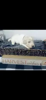 Christina , a female Poodle - Standard  and Newfypoo for sale in Burlington, NC – 2 of 4