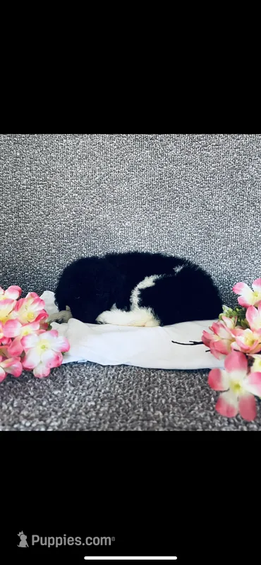 Leah – Poodle - Standard , Newfypoo puppy for sale in Burlington, NC