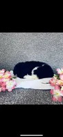 Leah, a female Poodle - Standard  and Newfypoo for sale in Burlington, NC – 2 of 7