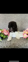 Naomi , a female Poodle - Standard  and Newfypoo for sale in Burlington, NC – 8 of 10