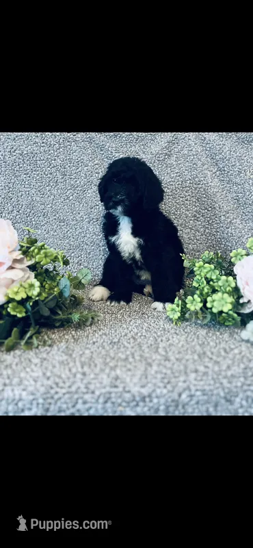 Martha  – Poodle - Standard , Newfypoo puppy for sale in Burlington, NC