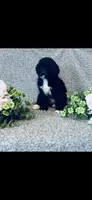 Martha , a female Poodle - Standard  and Newfypoo for sale in Burlington, NC – 1 of 10