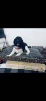 Meredith , a female Poodle - Standard  and Newfypoo for sale in Burlington, NC – 2 of 4