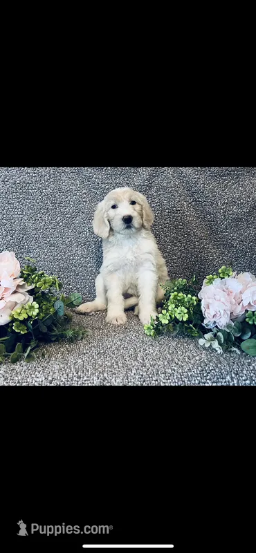 Sarah – Poodle - Standard , Newfypoo puppy for sale in Burlington, NC