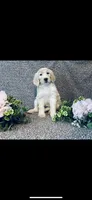 Sarah, a female Poodle - Standard  and Newfypoo for sale in Burlington, NC – 1 of 10