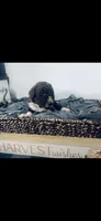 Burke , a male Poodle - Standard  and Newfypoo for sale in Burlington, NC – 3 of 4