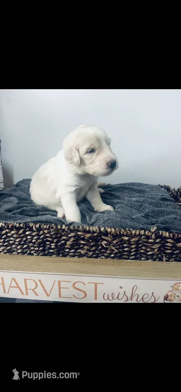 Mark  – Poodle - Standard , Newfypoo puppy for sale in Burlington, NC