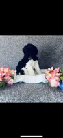 Noah , a male Poodle - Standard  and Newfypoo for sale in Burlington, NC – 8 of 10