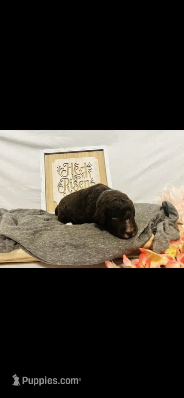 Ruth – Poodle - Standard , Newfypoo puppy for sale in Burlington, NC