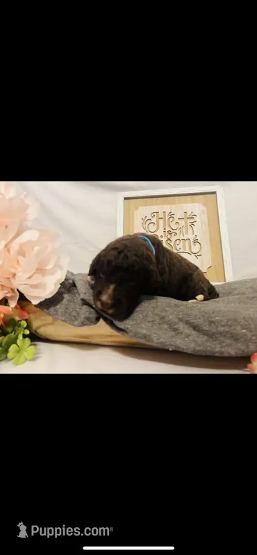 Ruth – Poodle - Standard , Newfypoo puppy for sale in Burlington, NC