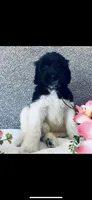 Noah , a male Poodle - Standard  and Newfypoo for sale in Burlington, NC – 6 of 10