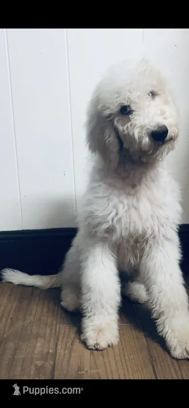 Bernice  – Poodle - Standard , Newfypoo puppy for sale in Burlington, NC