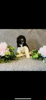 Naomi , a female Poodle - Standard  and Newfypoo for sale in Burlington, NC – 3 of 10