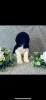 Noah , a male Poodle - Standard  and Newfypoo for sale in Burlington, NC – 3 of 10