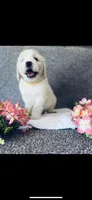 Bernice , a female Poodle - Standard  and Newfypoo for sale in Burlington, NC – 5 of 10