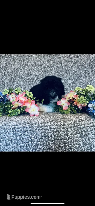 Micah  – Poodle - Standard , Newfypoo puppy for sale in Burlington, NC